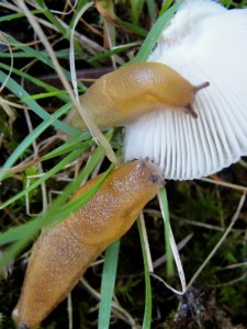 Slugs on Mushroom