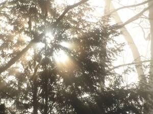 Sun in Trees DSC05525