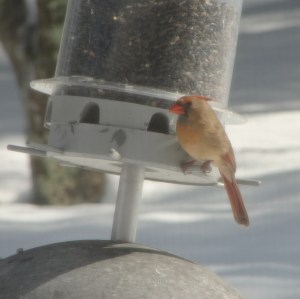 Female Cardinal