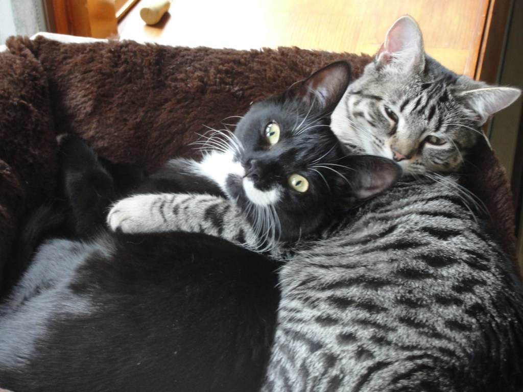 Cats Cuddle