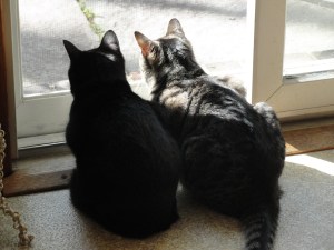 Cats facing Window DSC03590