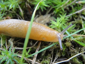 Slug in grass