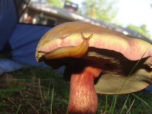 Slug on Mushroom