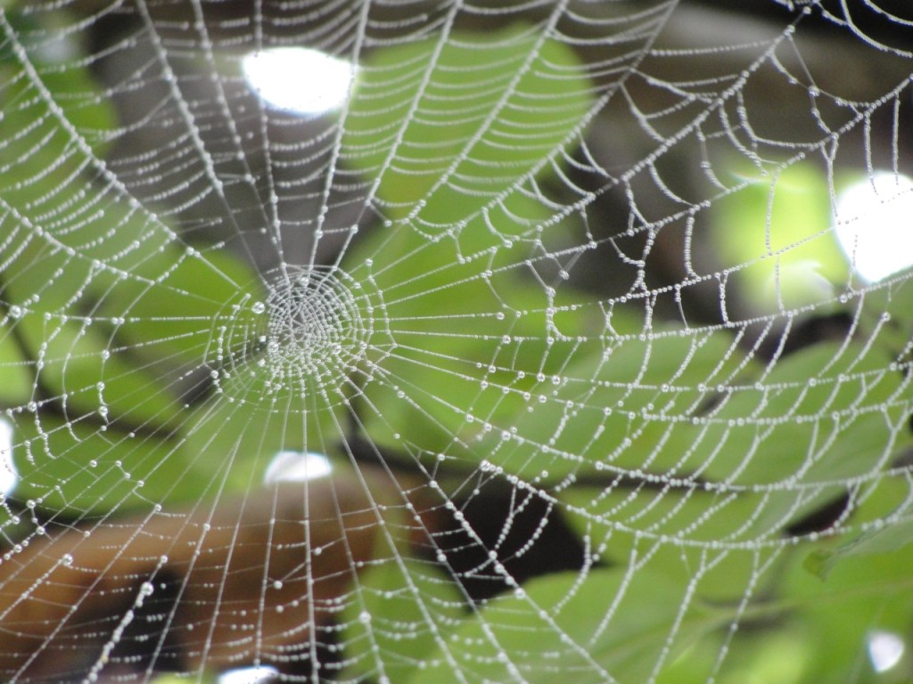 Web