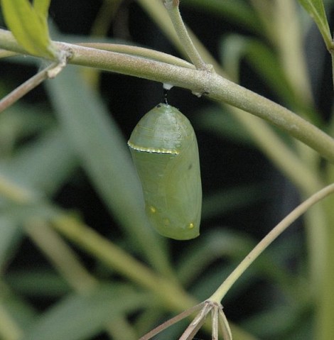 Monarch Butterfly Chrysalis Photo by Armon, Licensed via Wikimedia Commons