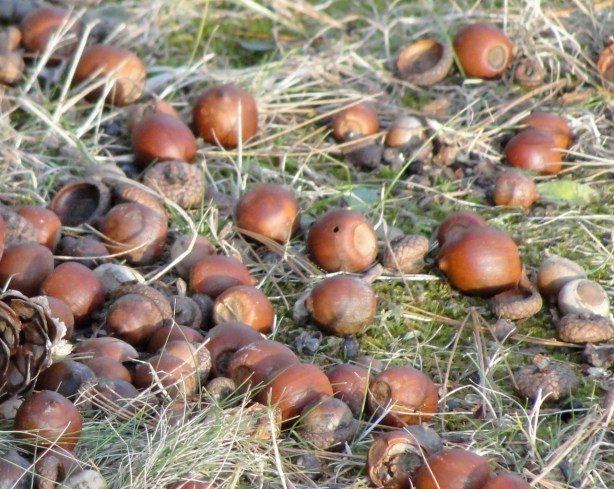 Acorns