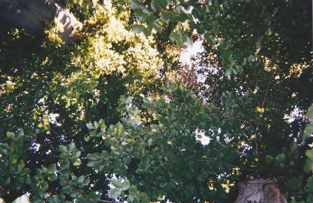 Beech Tree Leaves 133650004