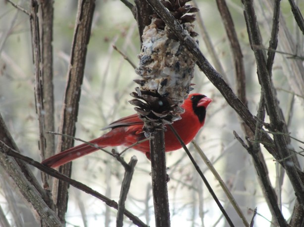Cardinal
