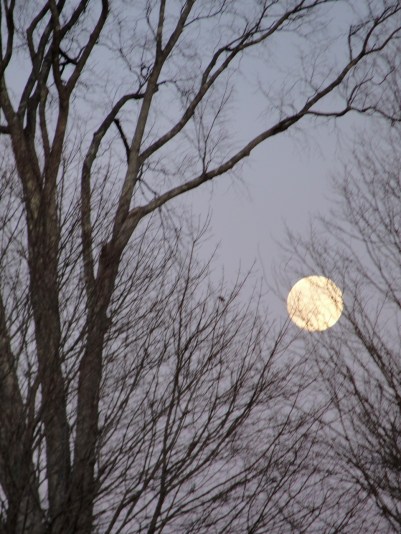 Moon in branches DSC02496