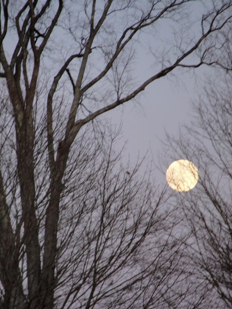 Moon in branches DSC02496