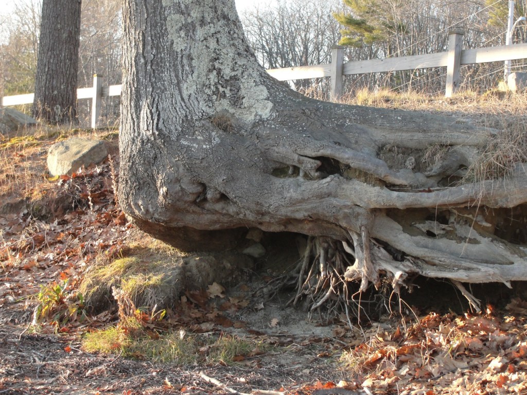 Tree uprooted