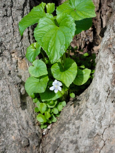 Violets in Tree MJ DSC05246