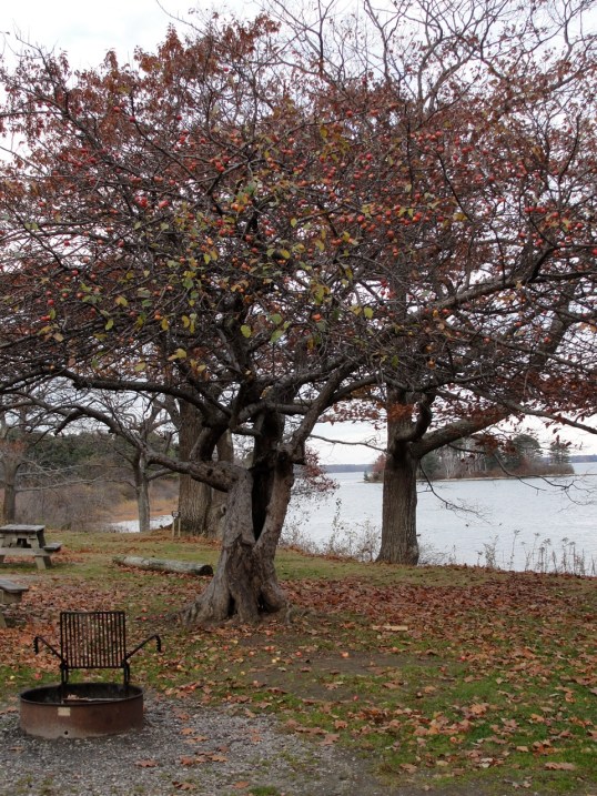 Apple Tree Fall DSC01738