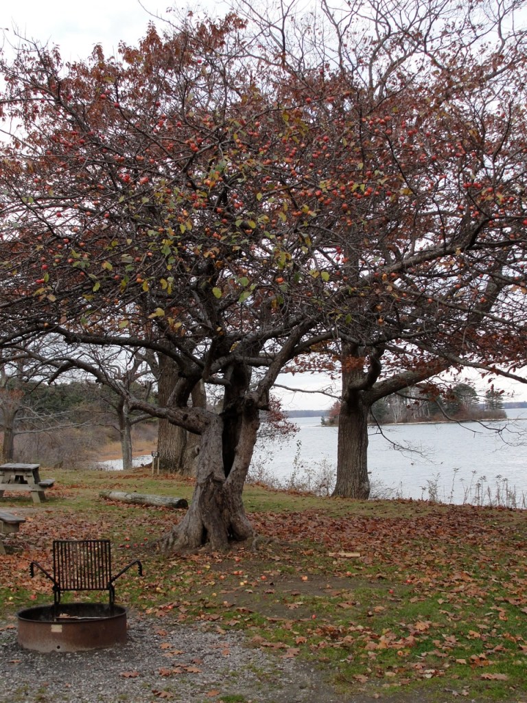 Apple Tree Fall DSC01738