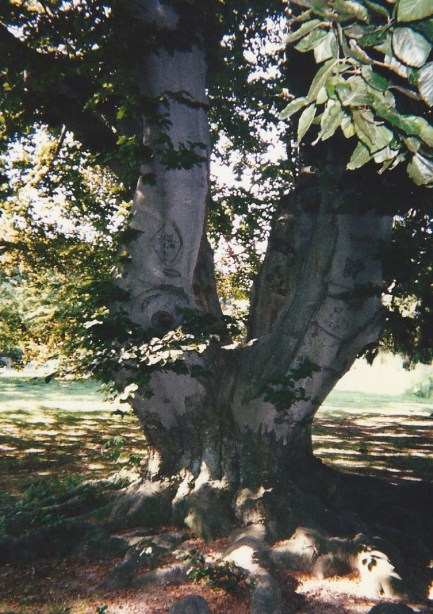 Beech Tree Close Up 133650001