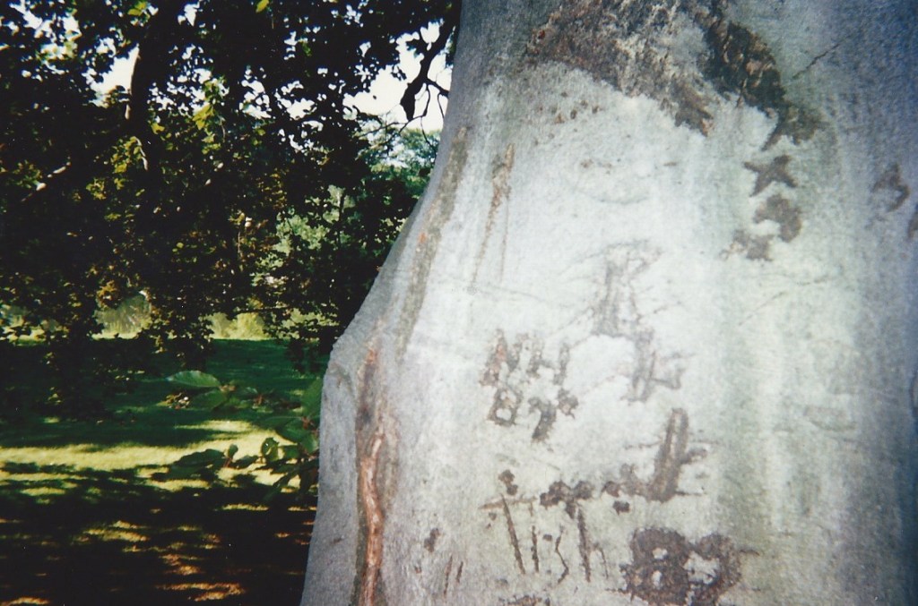 Beech Tree Markings 133650002