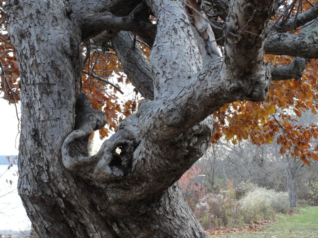 Gnarled Apple Tree DSC01742