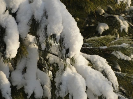 Snow on Branches DSC05758