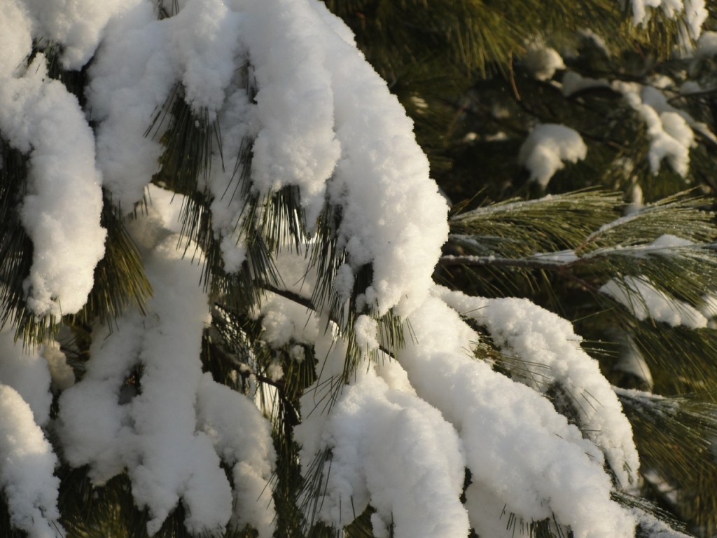 Snow on Branches DSC05758