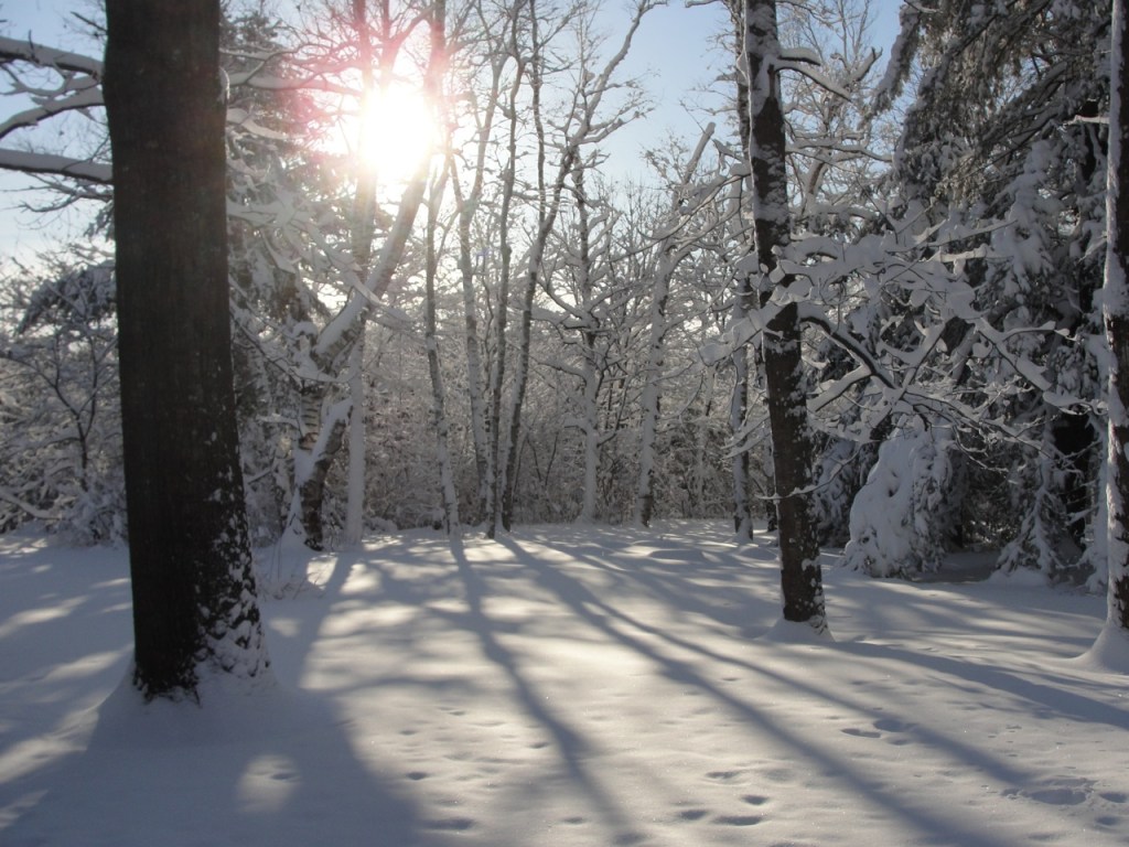 Sun and Snow DSC06016