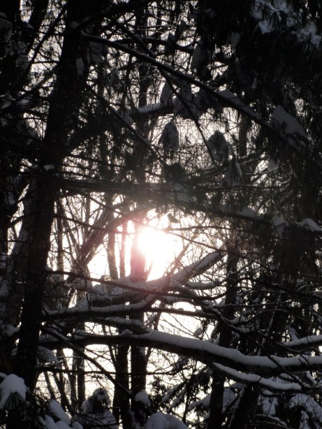 Sun in branches DSC01449