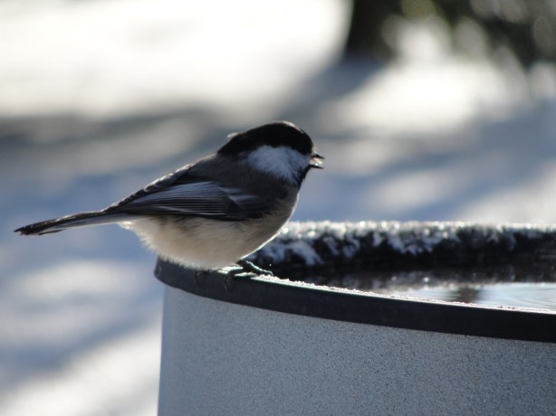 Chickadee at Bird Bath MJ DSC00964