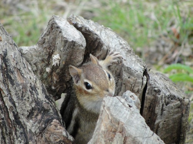 Chipmunk in Log MJ DSC04989