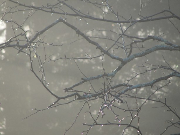 Misty Branch DSC05513