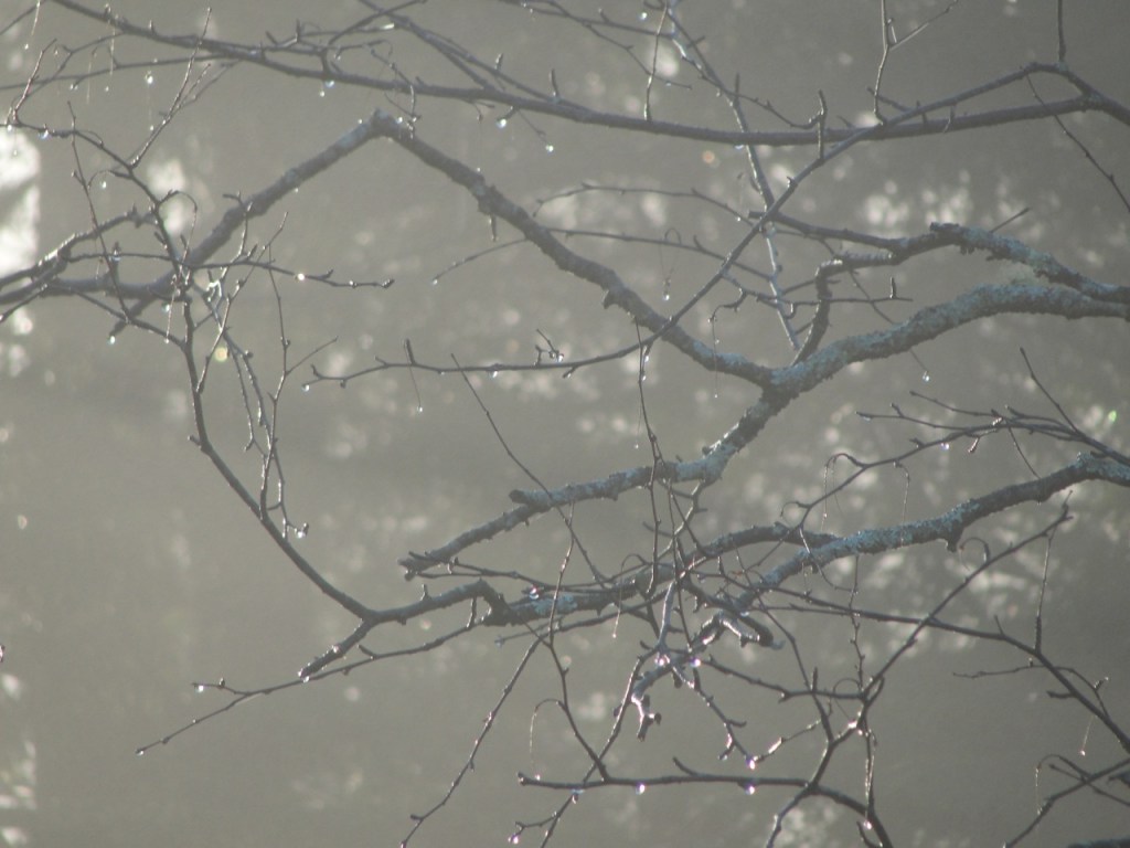 Misty Branch DSC05513