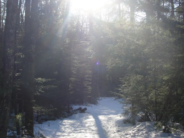 Winter Path DSC01793