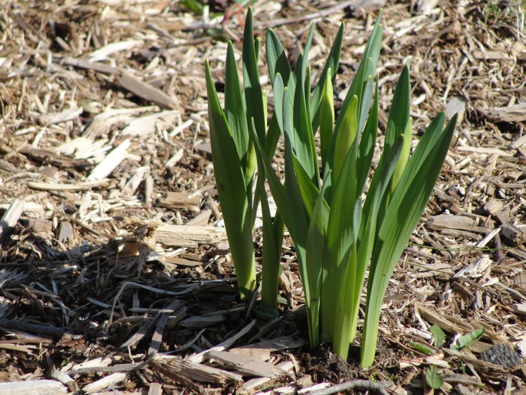 Daffodils Early MJ DSC03512