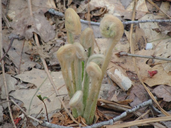 Ferns just out DSC00286