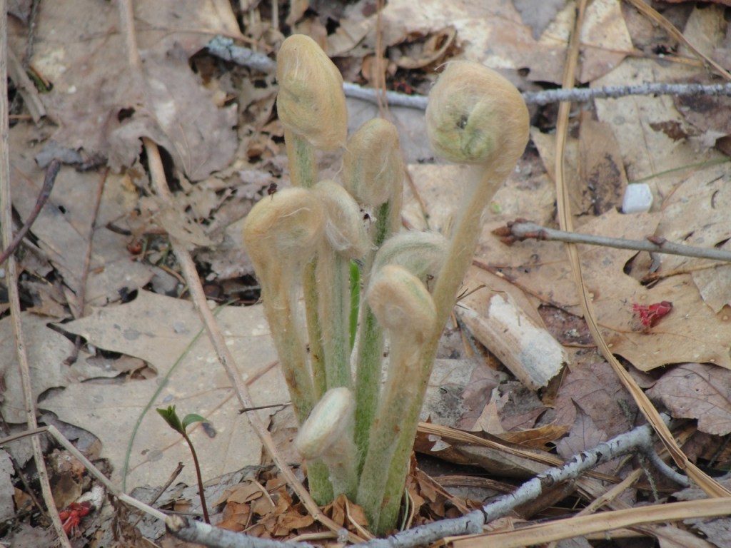 Ferns just out DSC00286