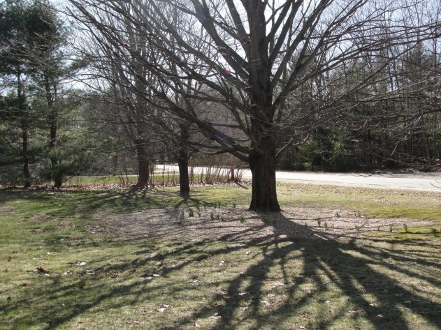 Maple in Spring MJ DSC03502