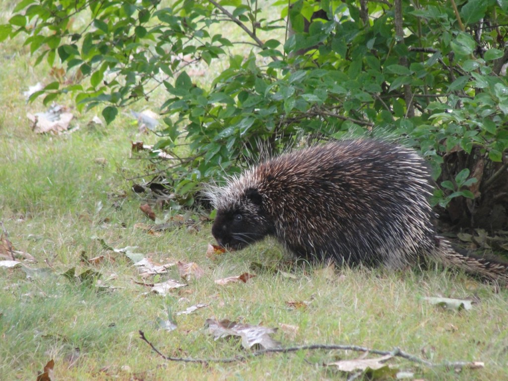 Porcupine DSC05211