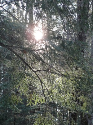 Sun in Trees DSC01708