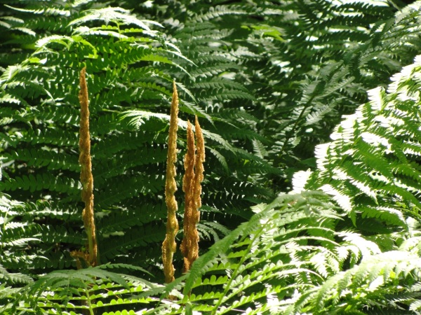 Ferns Full grown DSC05279