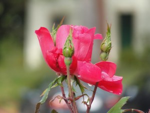 Red Rose MJ DSC00893