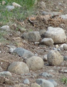 Stones in Path MJ DSC04228_2
