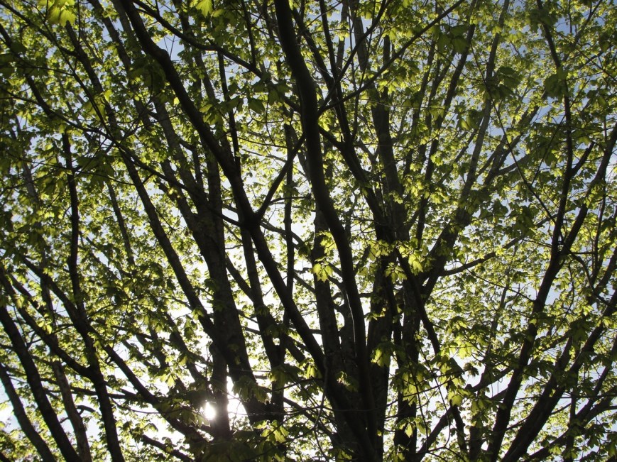 Branches MJ DSC03740