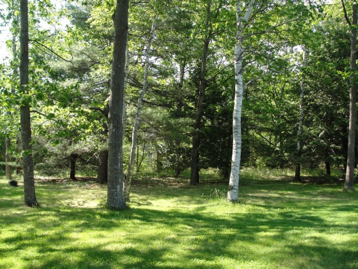 Green Back Yard DSC05265