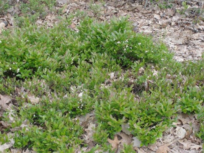 Wild Blueberry Patch