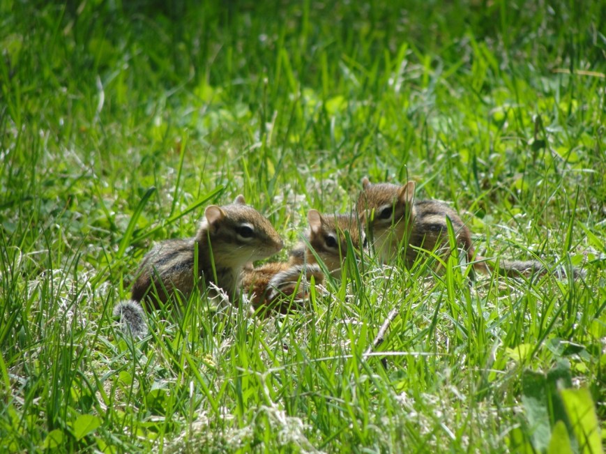 Chipmunk babies
