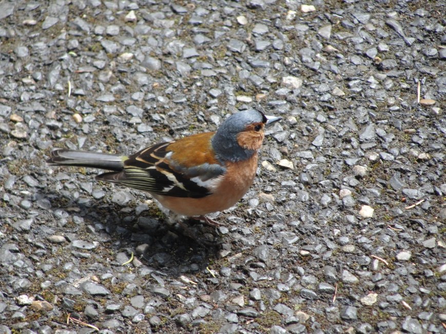 So was this beautiful little bird, the Chaffinch.