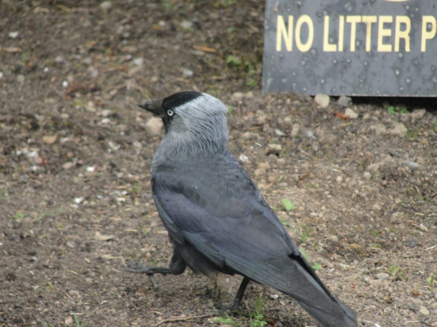This fierce looking guy is a Jackdaw.