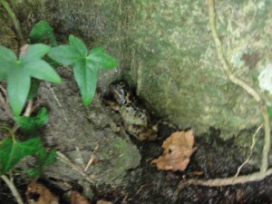Toad or Frog MJ DSC08139