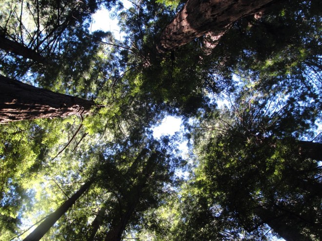 Redwood Sky DSC06718