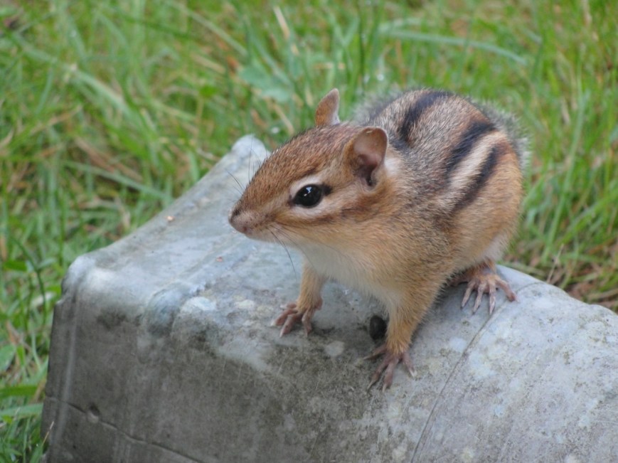 Chipmunk DSC00392