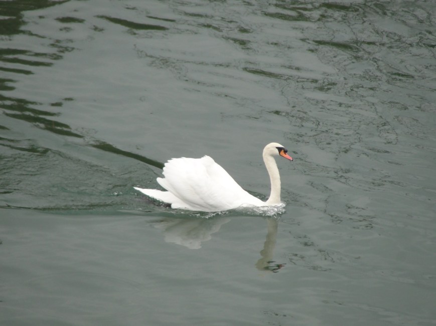 Swan in the River