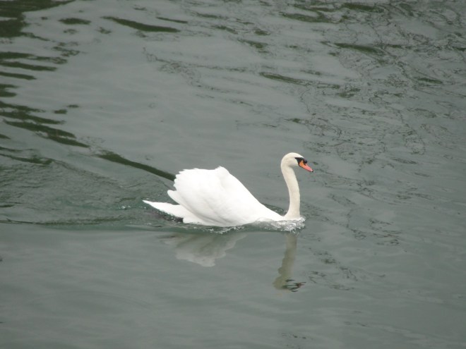 Swan in the River